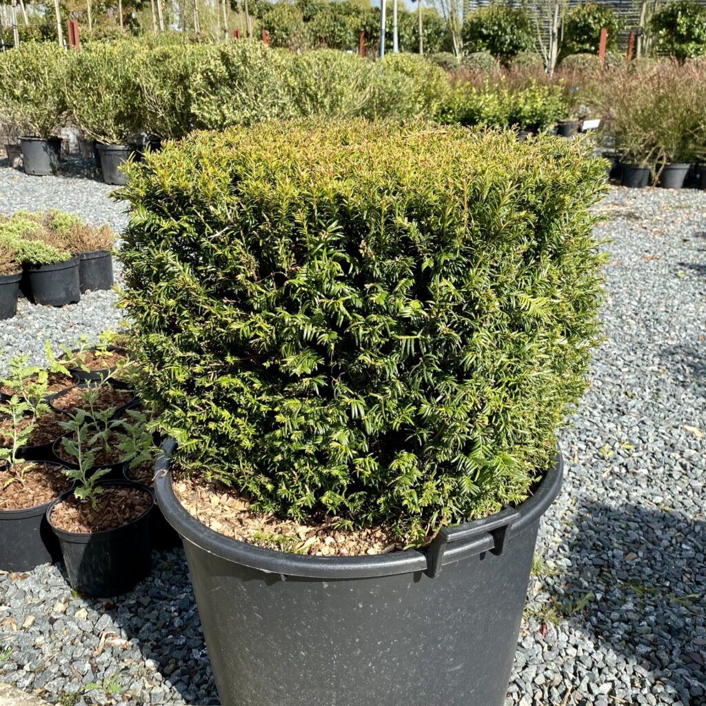Taxus baccata - Cubes