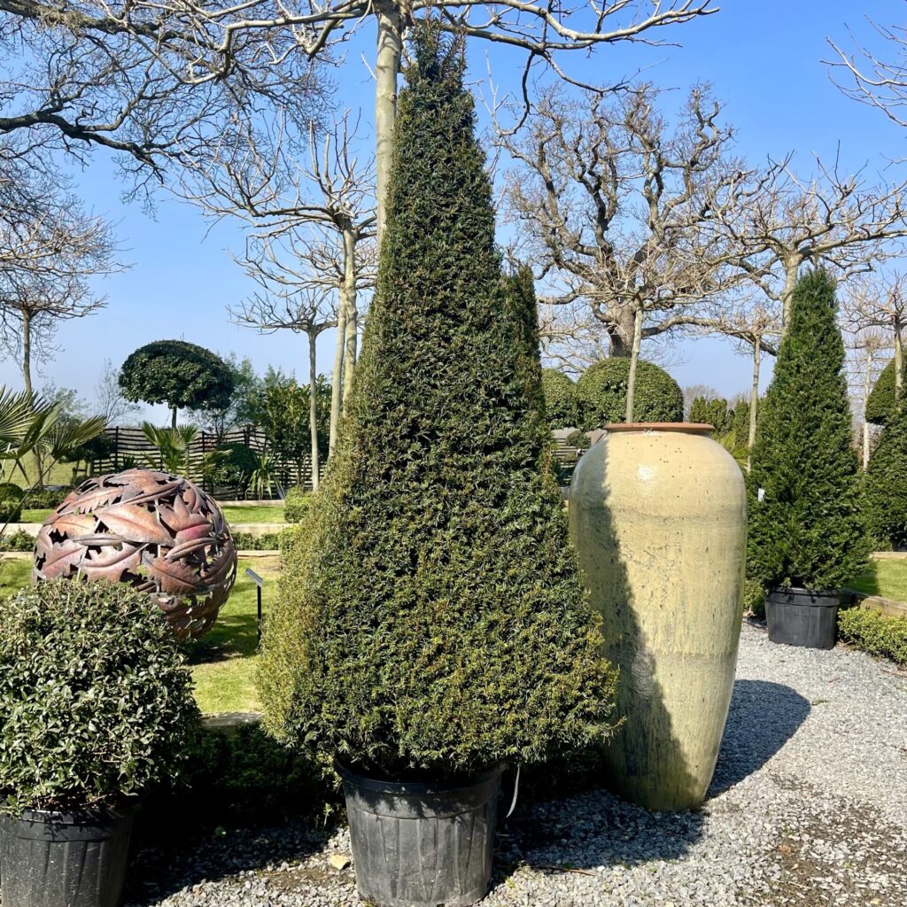 Taxus baccata - Pyramids - Image 2