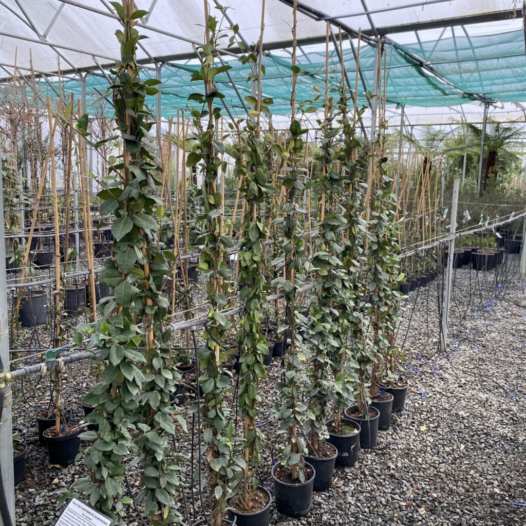 Trachelospermum jasminoides - Image 2