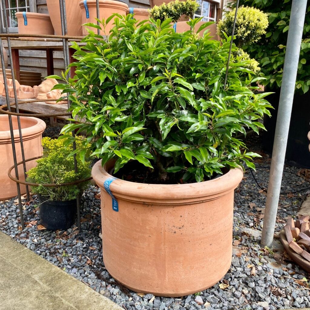 Terraneo Carini Terracotta Pot - Image 7