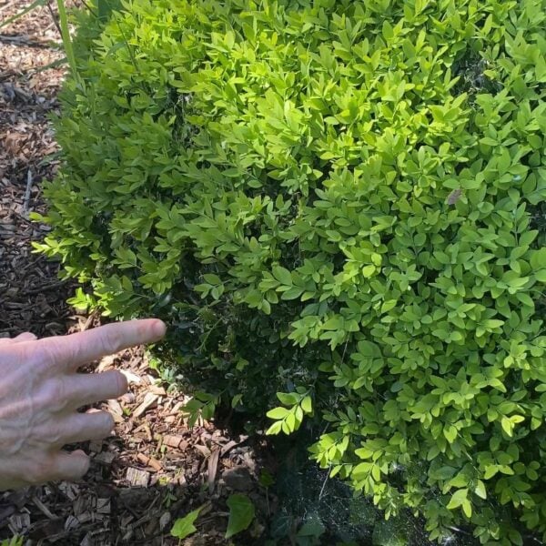 Our Box Alternatives - Architectural Plants