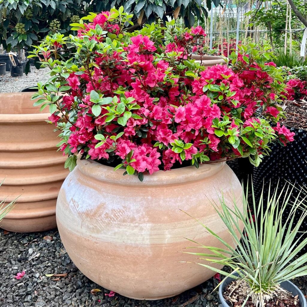 Terraneo Eleni Terracotta Pot - Image 6
