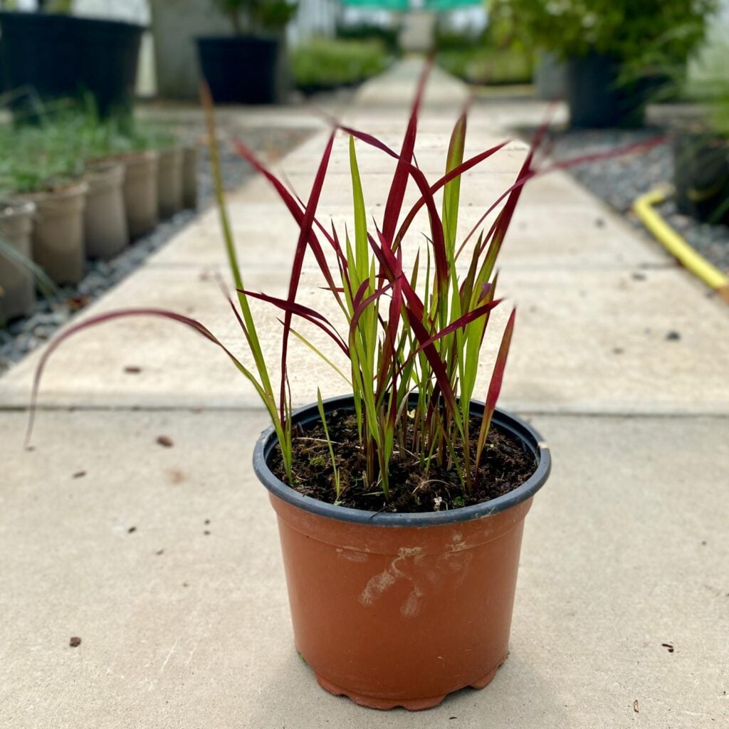 Imperata cylindrica 'Red Baron' - Image 2