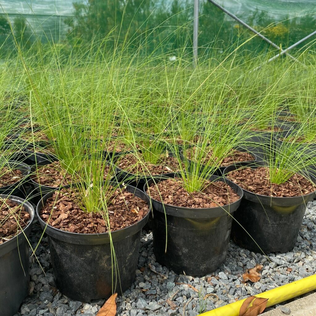 Stipa gigantea