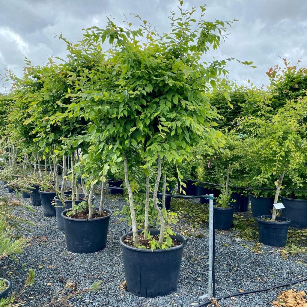 Carpinus betulus - Multistem - Image 3