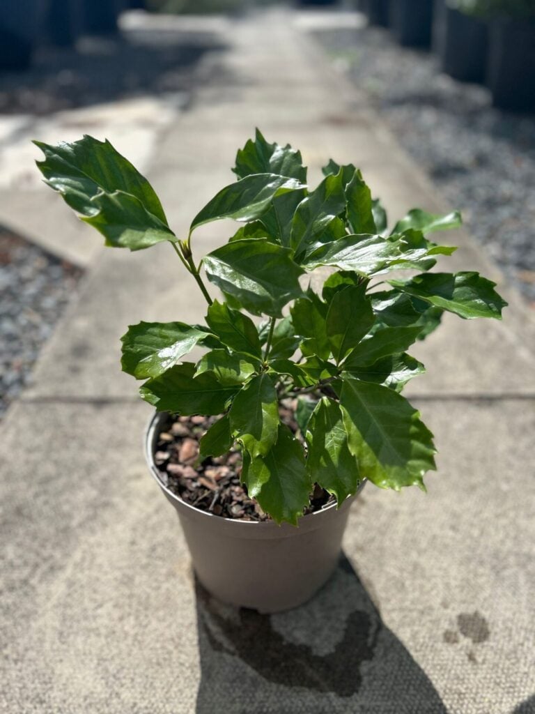 Aucuba japonica 'Crassifolia' - Image 3