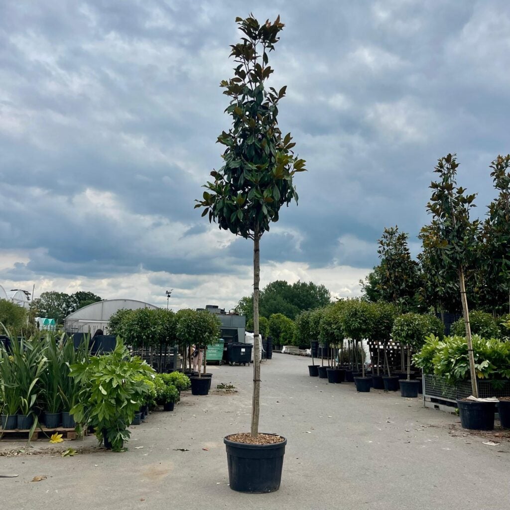 Magnolia grandiflora 'Gallisoniensis'