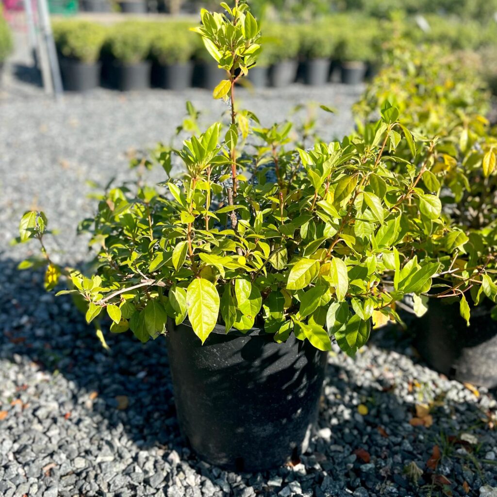 Viburnum tinus - Bush - Image 2