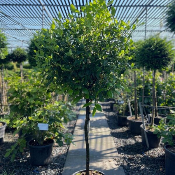 Viburnum tinus - Standards (NW1, V1)