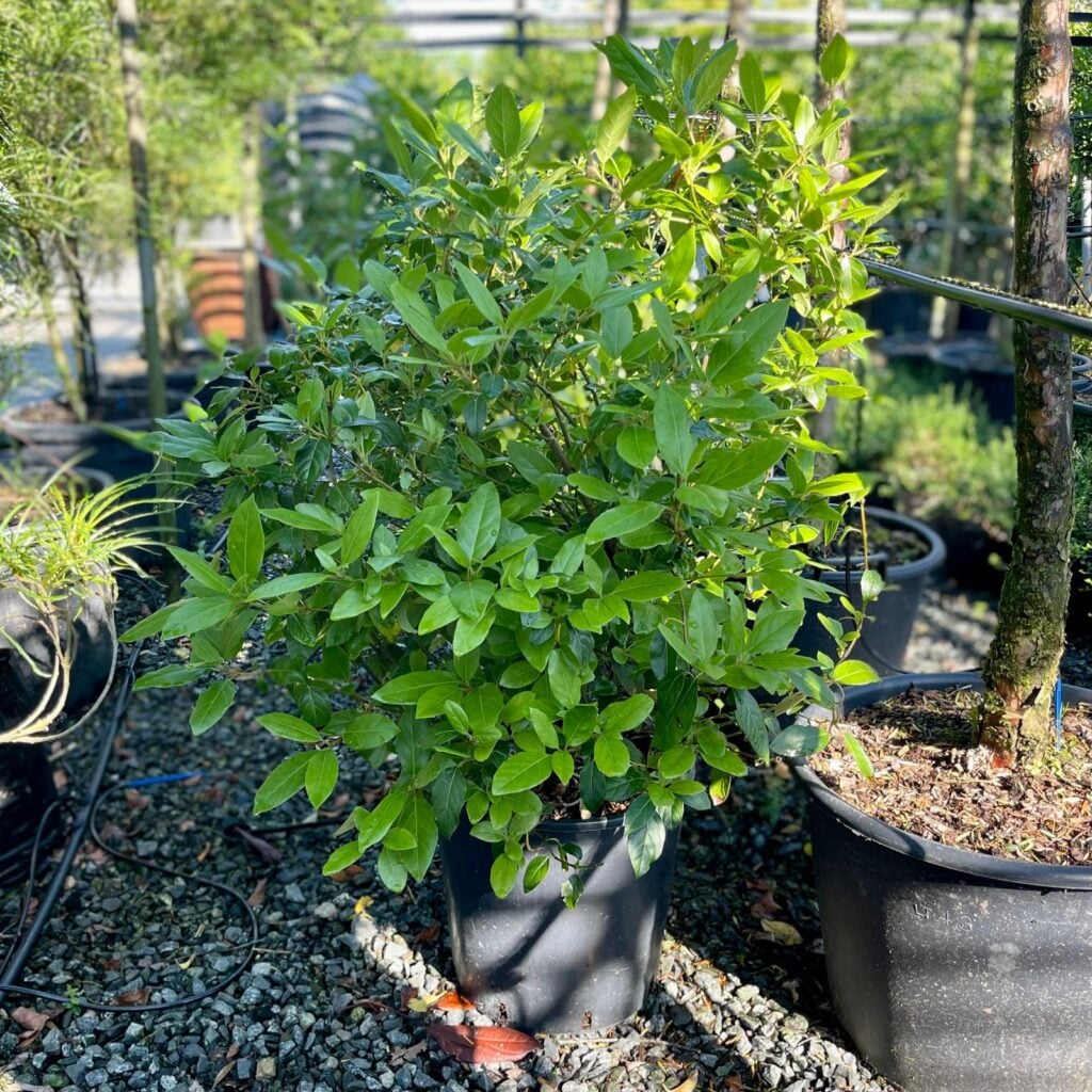 Viburnum tinus - Hedging