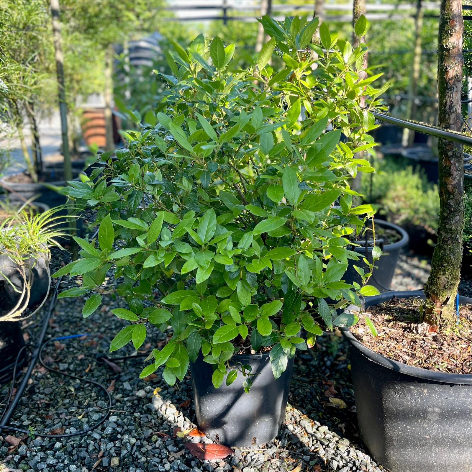 Viburnum tinus - Hedging
