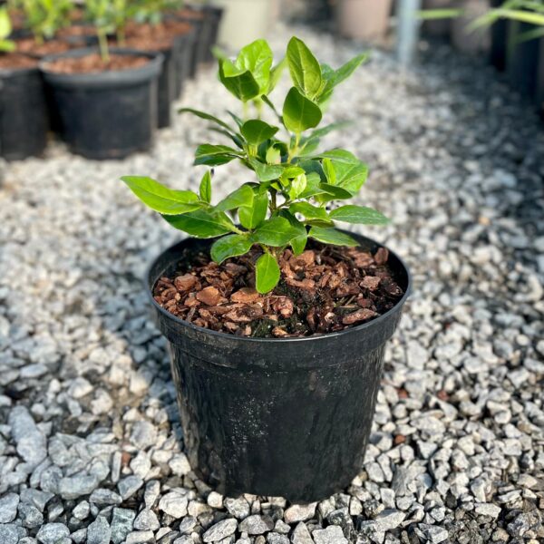 Viburnum tinus - Bush (NW1, V1)