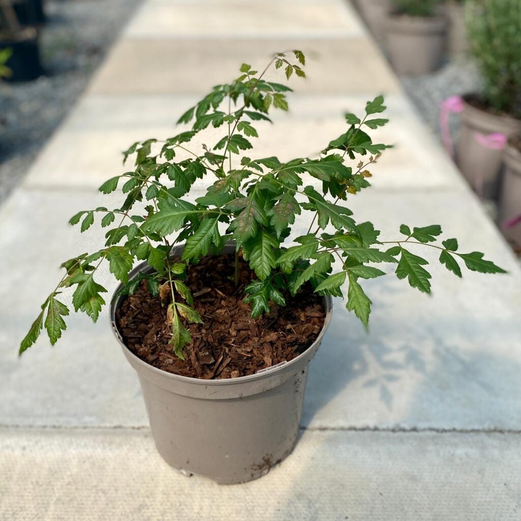 Koelreuteria paniculata 'Coral Sun' - Image 2