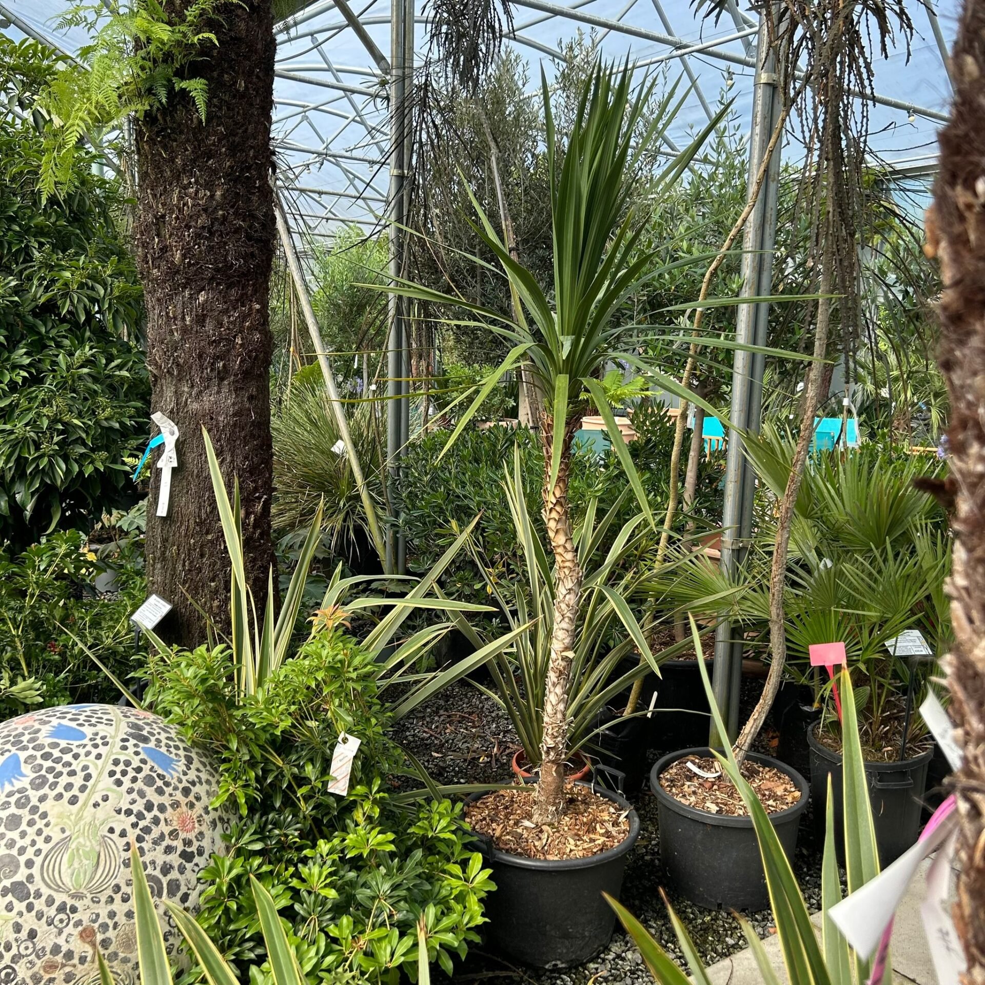 Cordyline australis . - Image 9