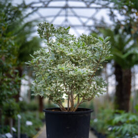 Pittosporum tobira 'Variegatum'