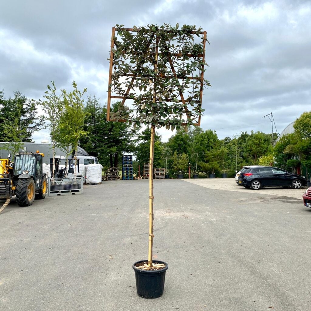 Elaeagnus x ebbingei - Pleached - Image 4