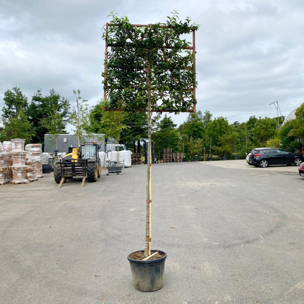 Prunus lusitanica 'Brenelia' - Pleached