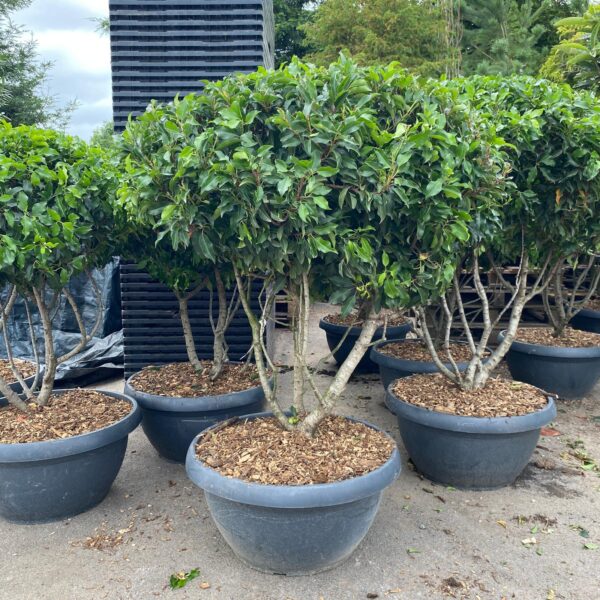 Prunus lusitanica 'Brenelia' - Multi Stem (CAV1)