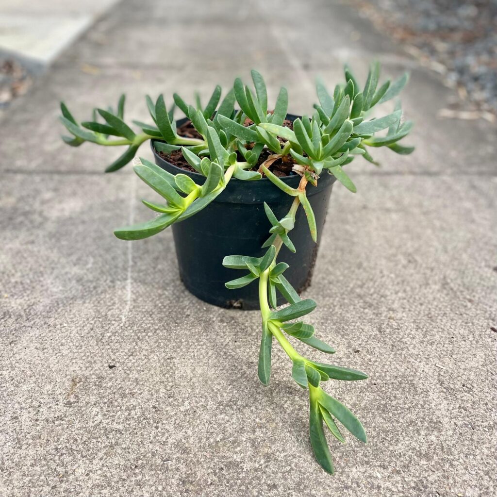 Carpobrotus edulis
