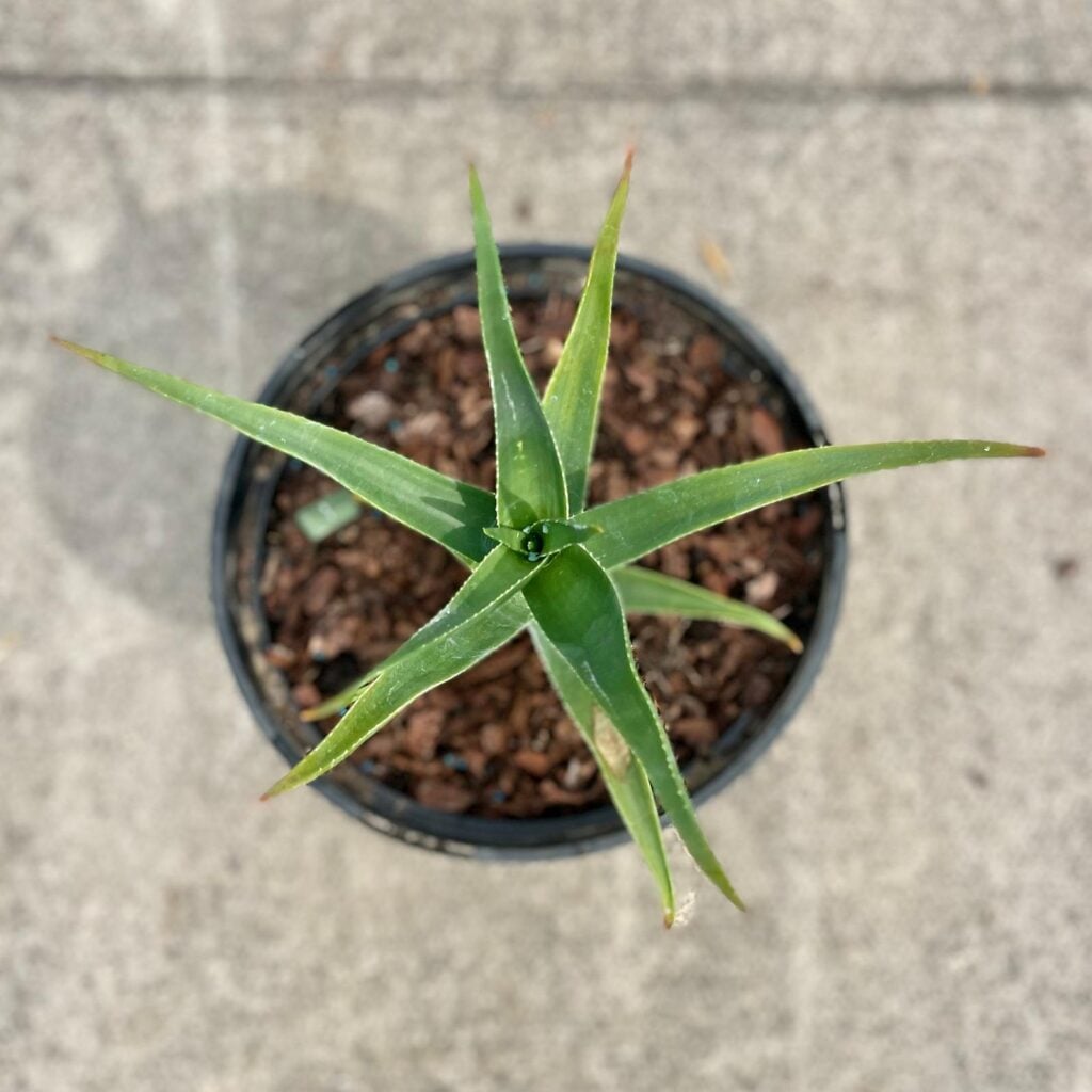 Aloe striatula - Image 2
