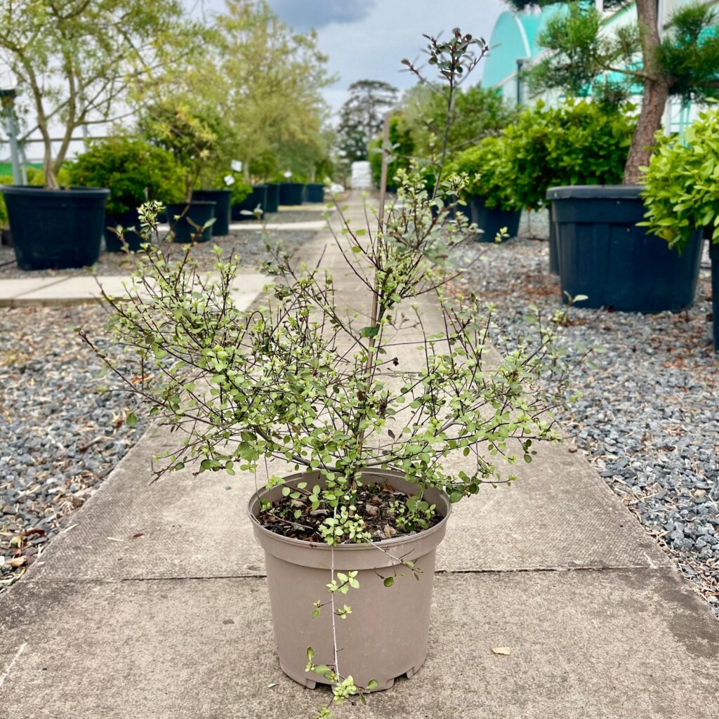 Pittosporum tenuifolium 'Tandara Gold'.
