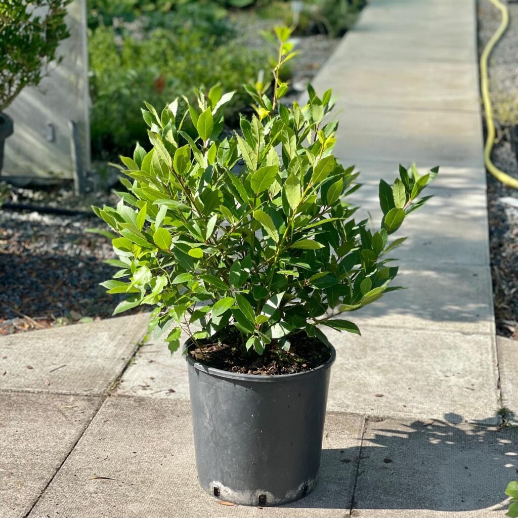Laurus nobilis - Hedging - Image 2