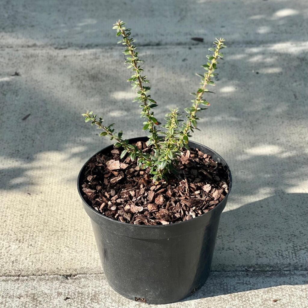 Cotoneaster conspicuus 'Decorus'