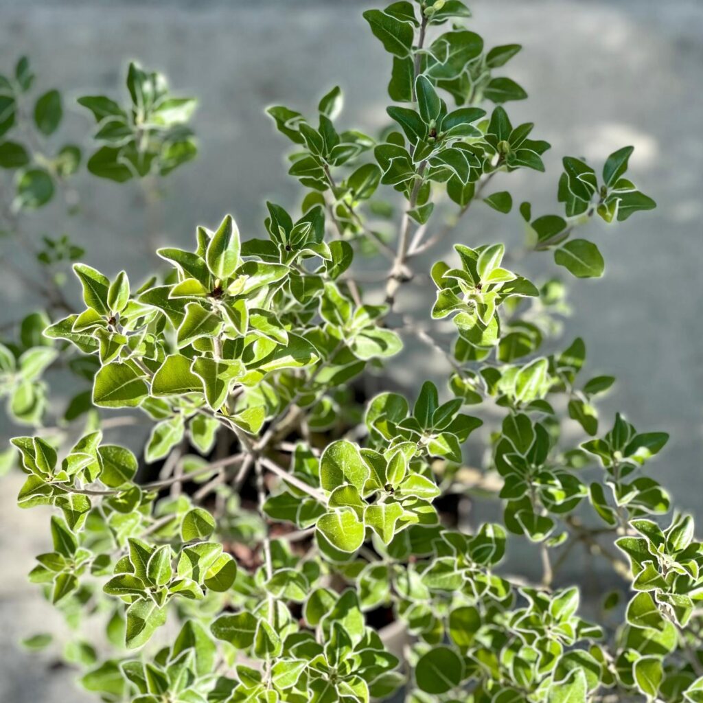 Pittosporum tenuifolium 'Stevens Island' - Image 2