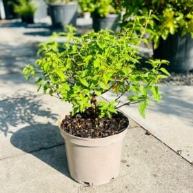 Cistus populifolius, or the Poplar-leaved Rock Rose