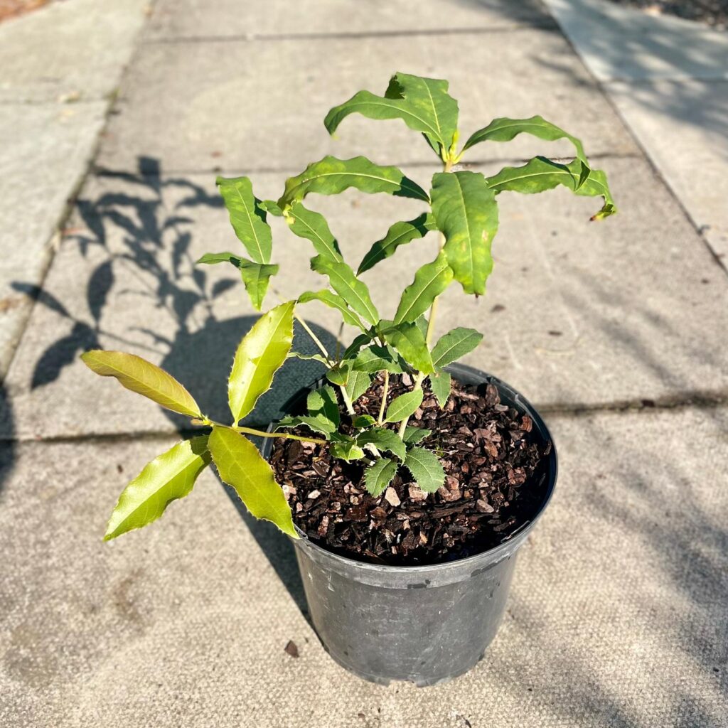 Osmanthus yunnanensis