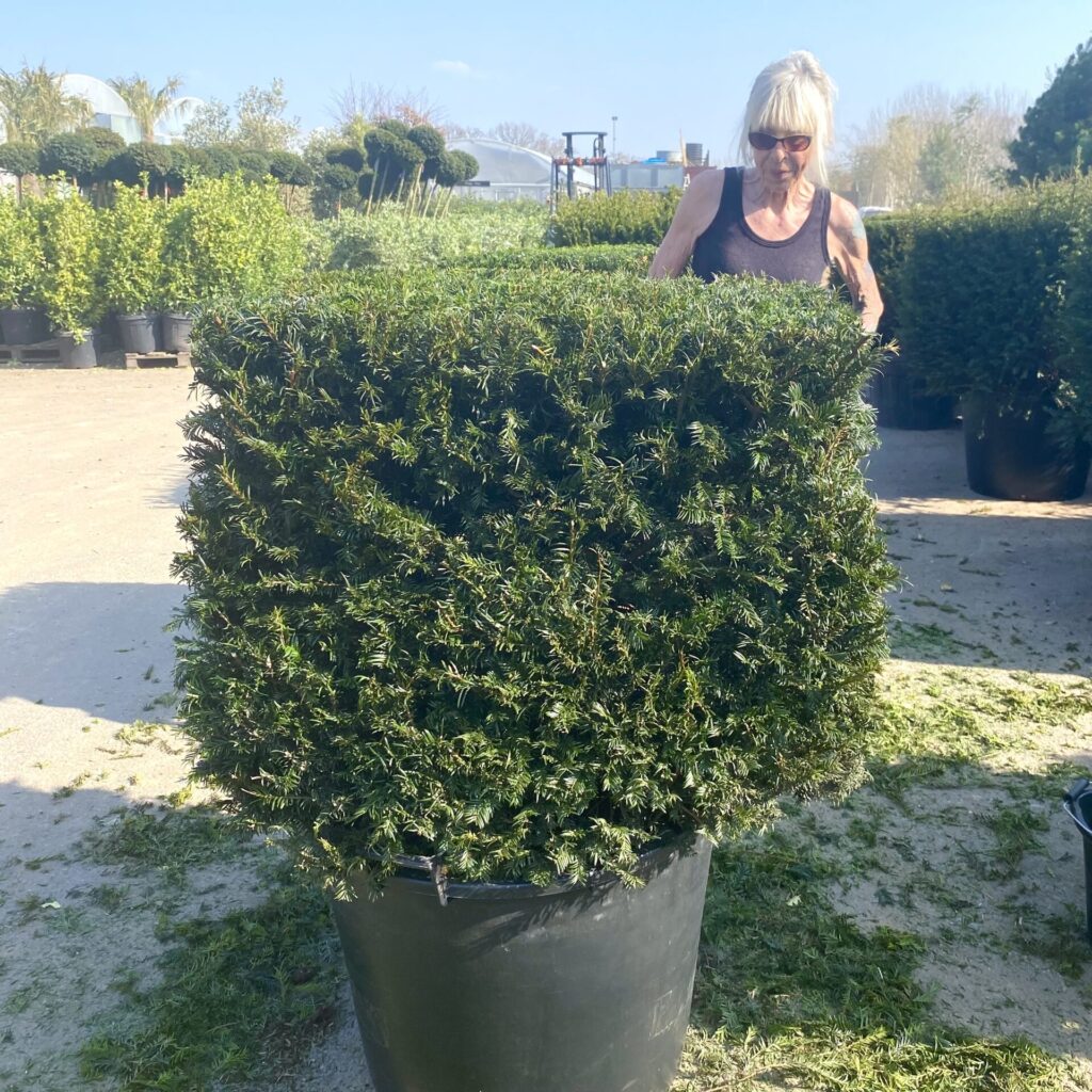 Topiary Inspiration Mood Board