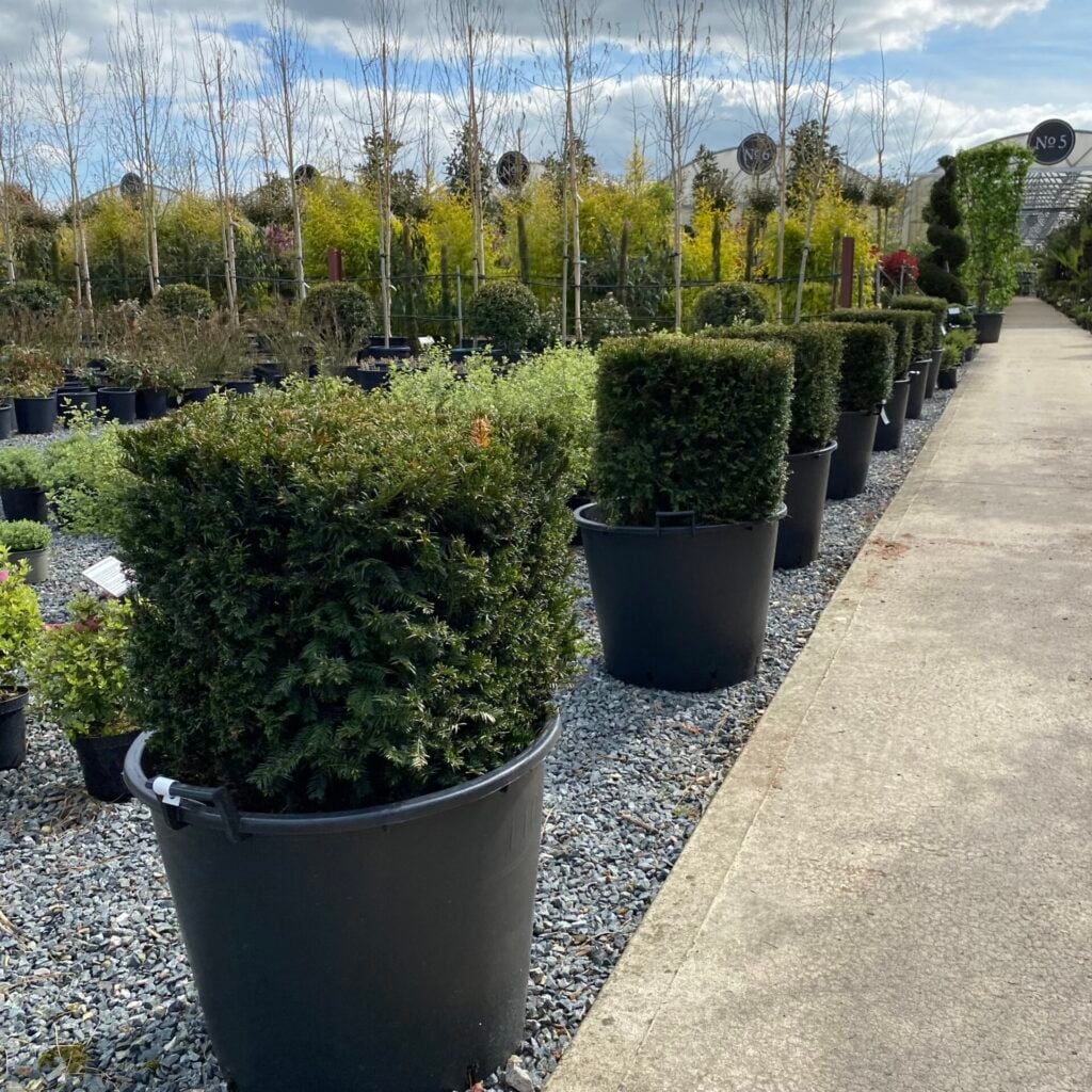 Taxus baccata - Cubes - Image 6