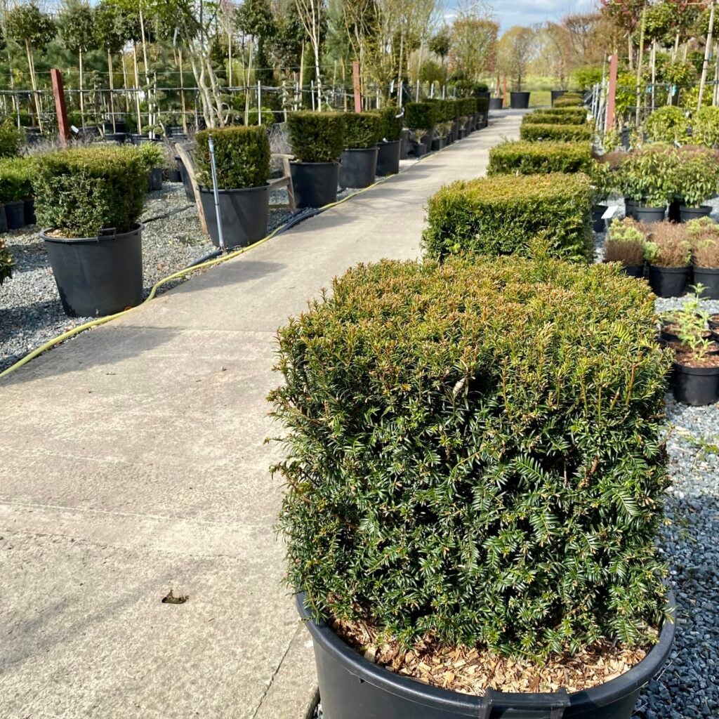 Taxus baccata - Cubes - Image 8