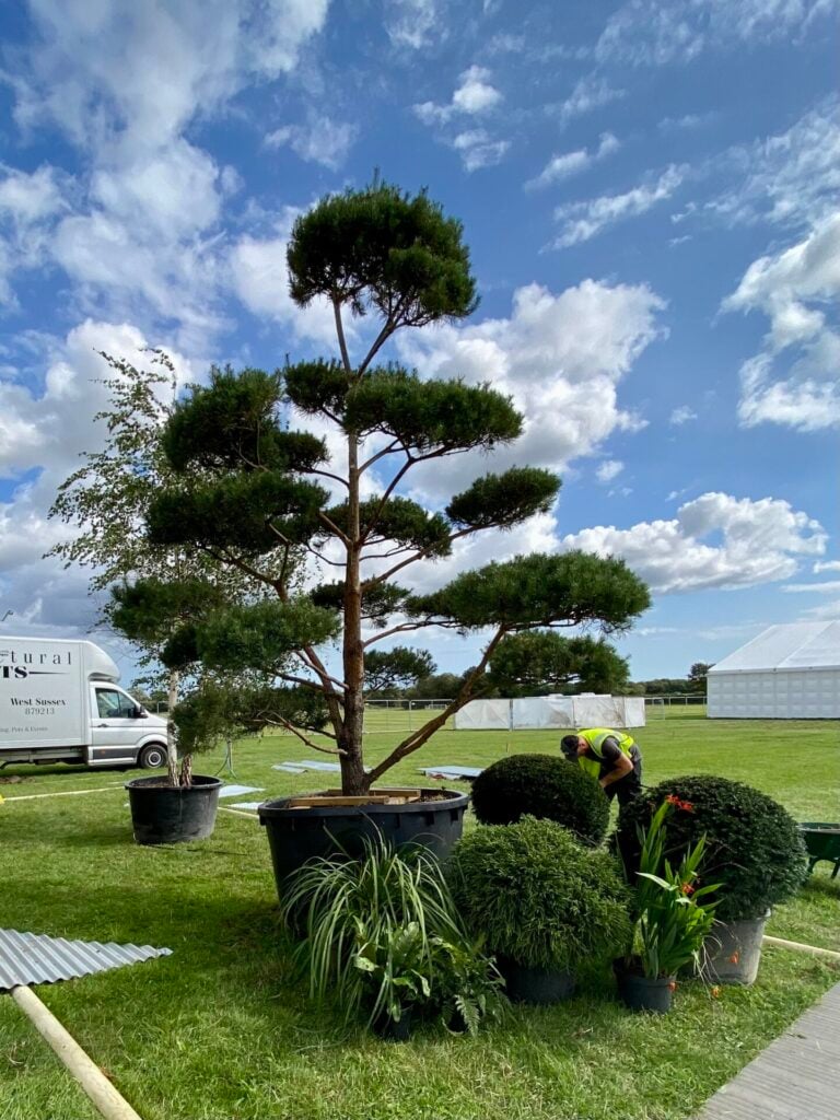 Pinus sylvestris (NW1, BR1, SHM1).