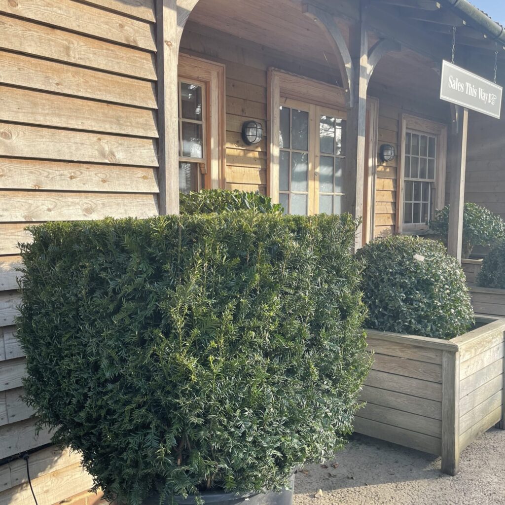 Taxus baccata - Cubes - Image 9
