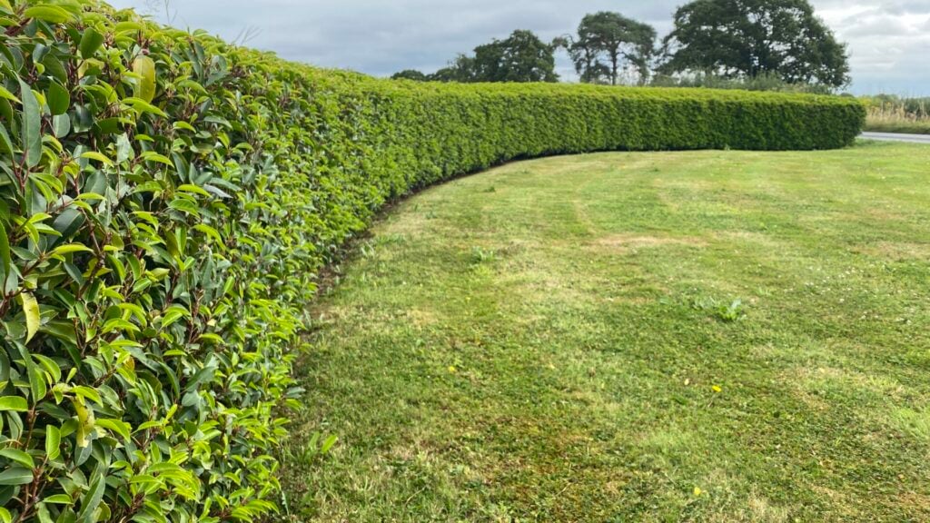 Screening & Hedging Inspiration Mood Board