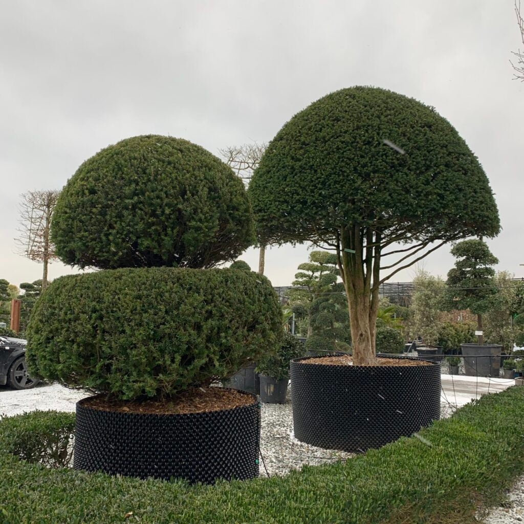 Topiary Inspiration Mood Board