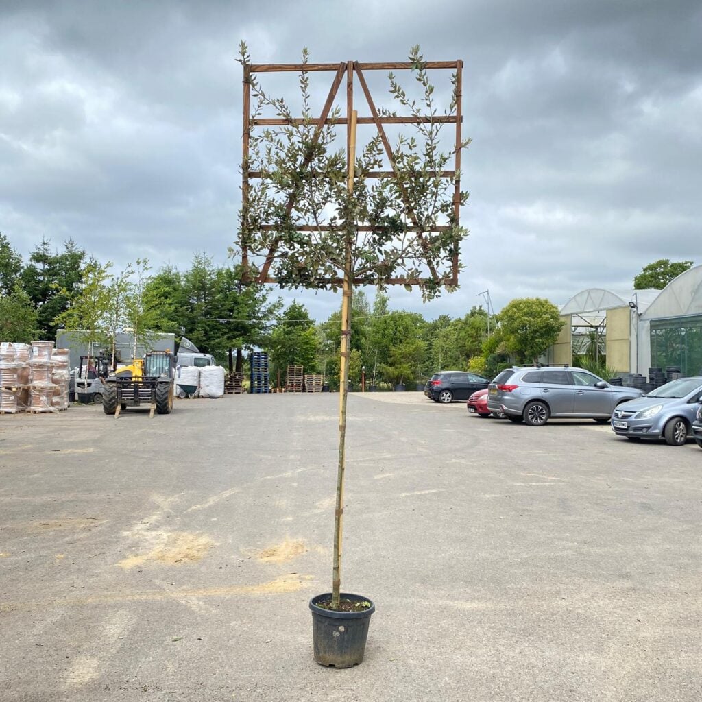 Quercus ilex - Pleached