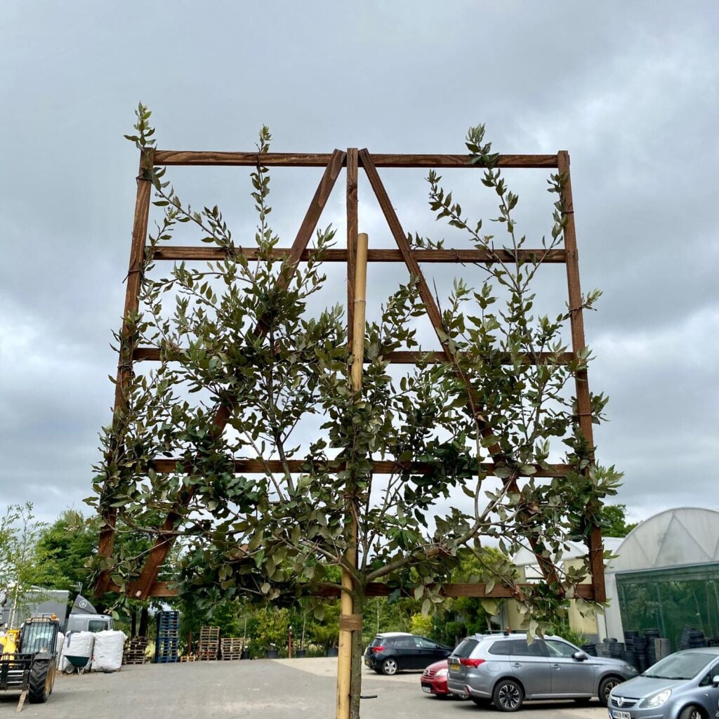 Quercus ilex - Pleached - Image 2