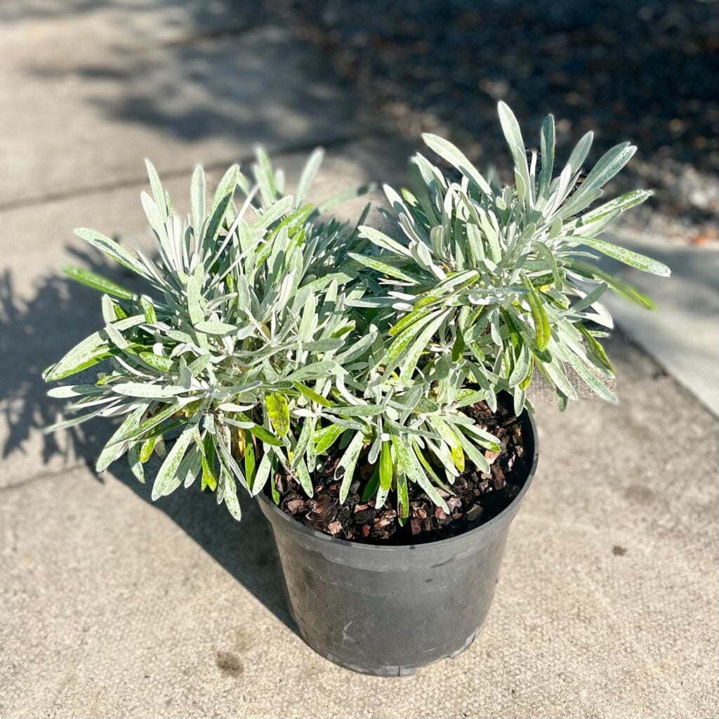 Helichrysum orientale
