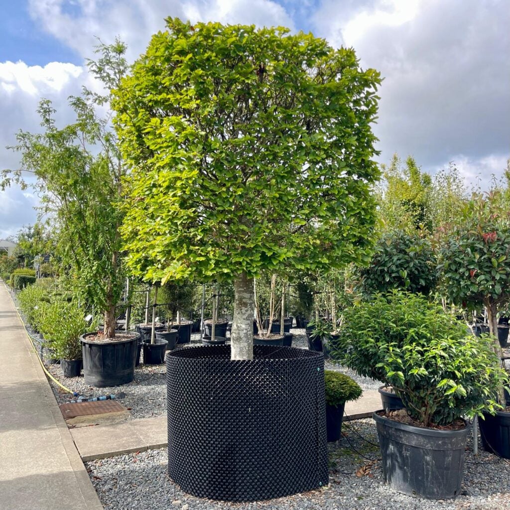 Topiary Inspiration Mood Board