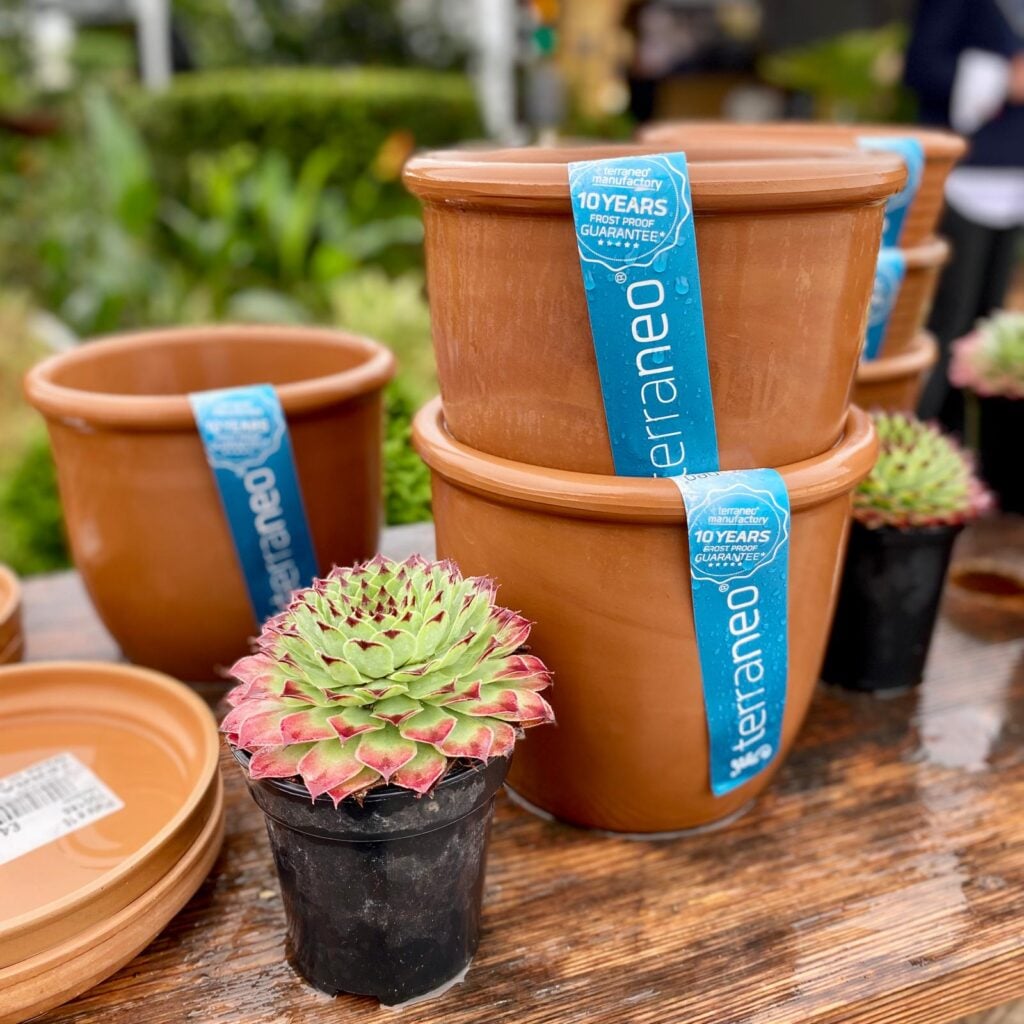 Terraneo Succulent Carpi Set - Image 3