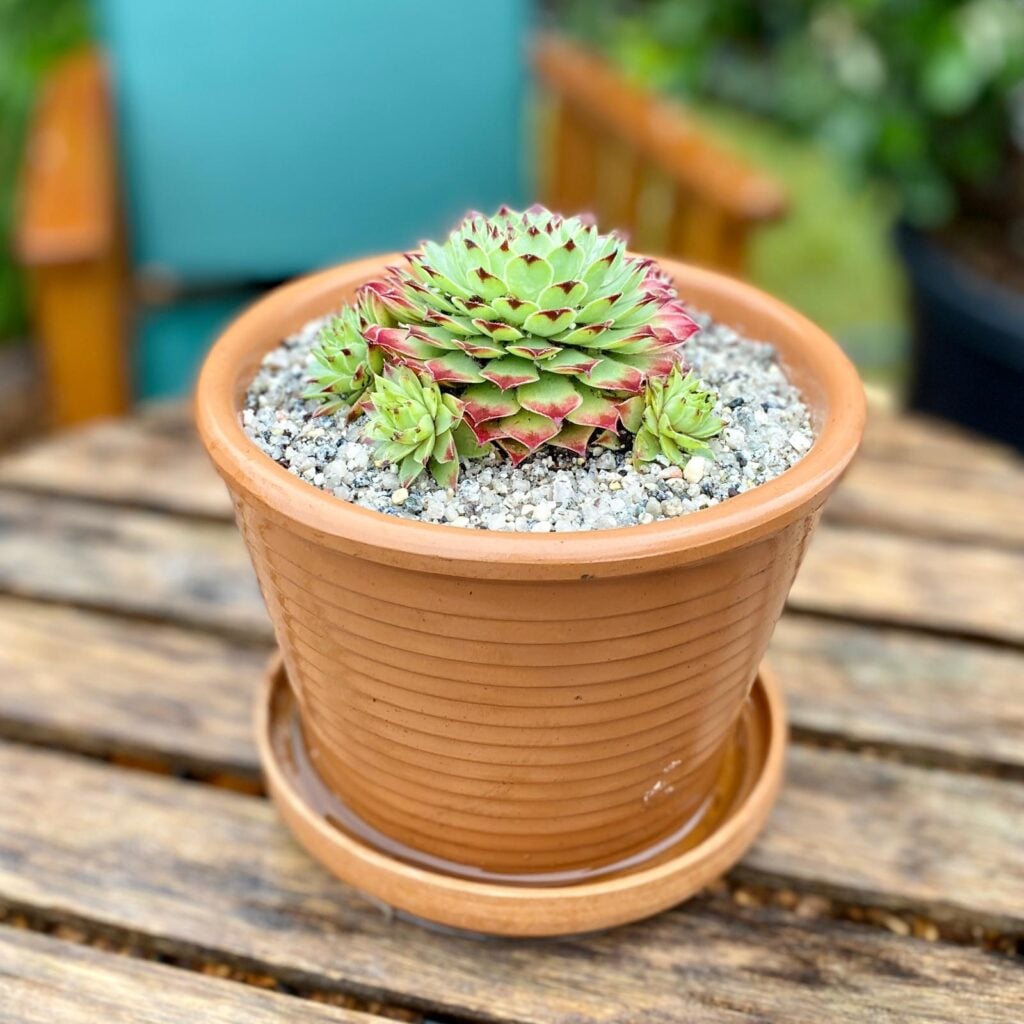 Terraneo Succulent Como Set