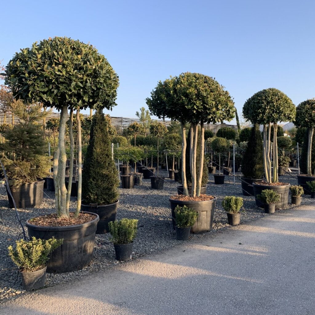 Topiary Inspiration Mood Board