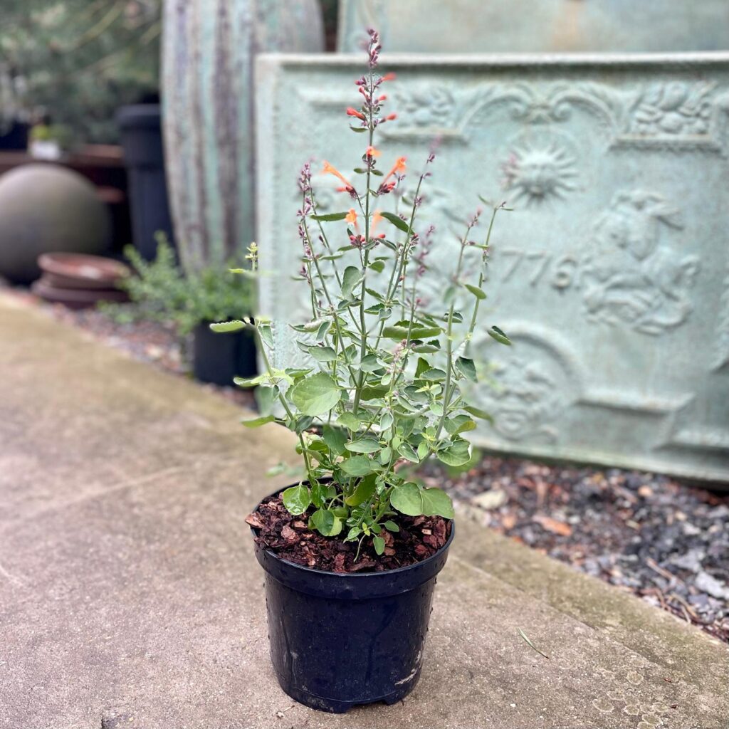 Agastache aurantiaca 'Apricot Sprite' - Image 2