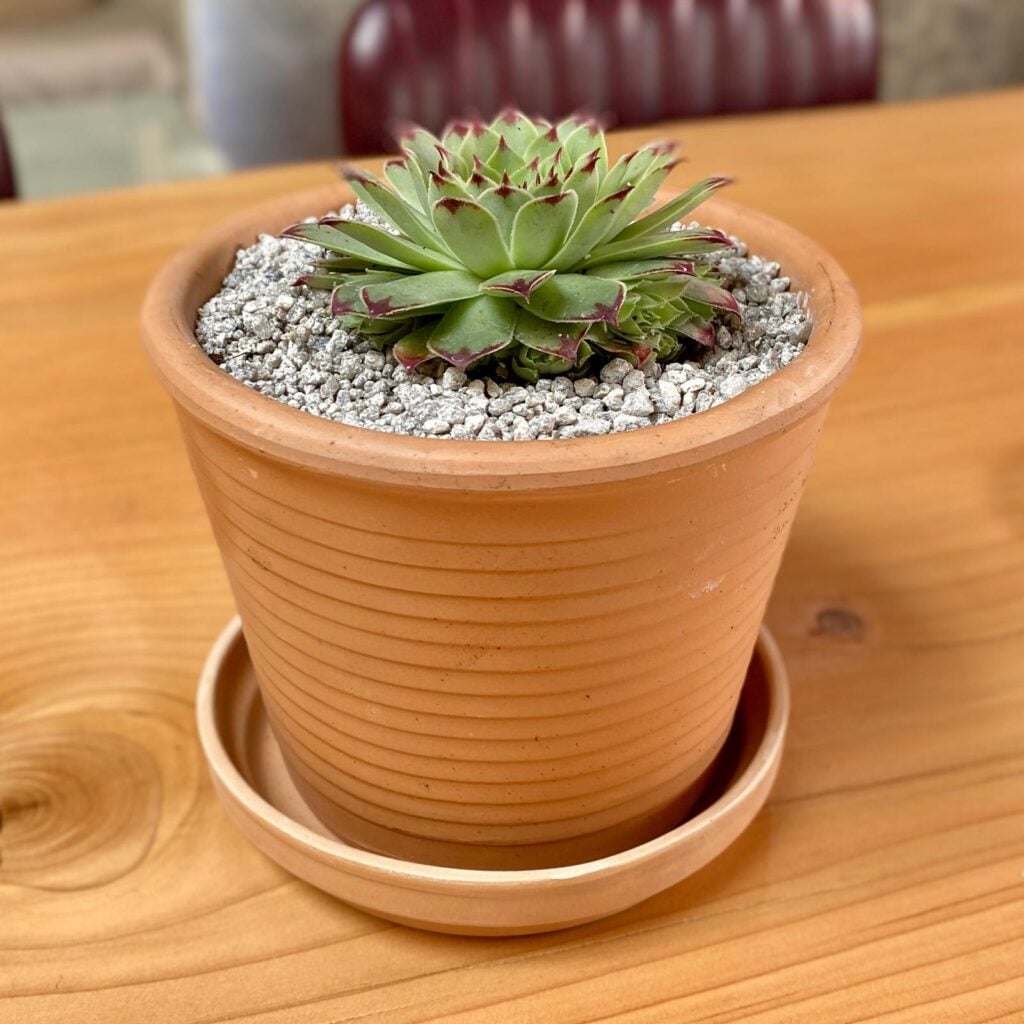 Terraneo Succulent Como Set - Image 4