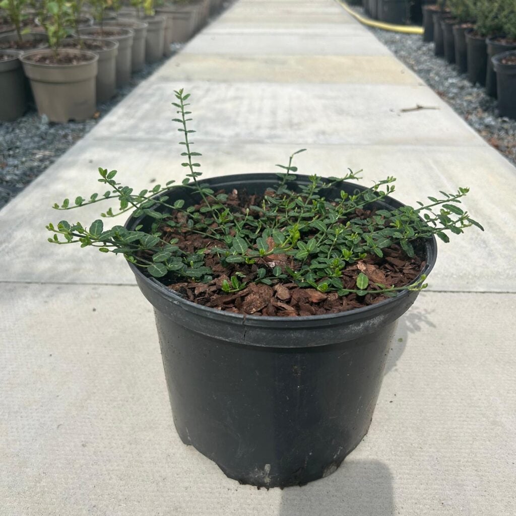 Euonymus fortunei 'Kewensis' - Image 3