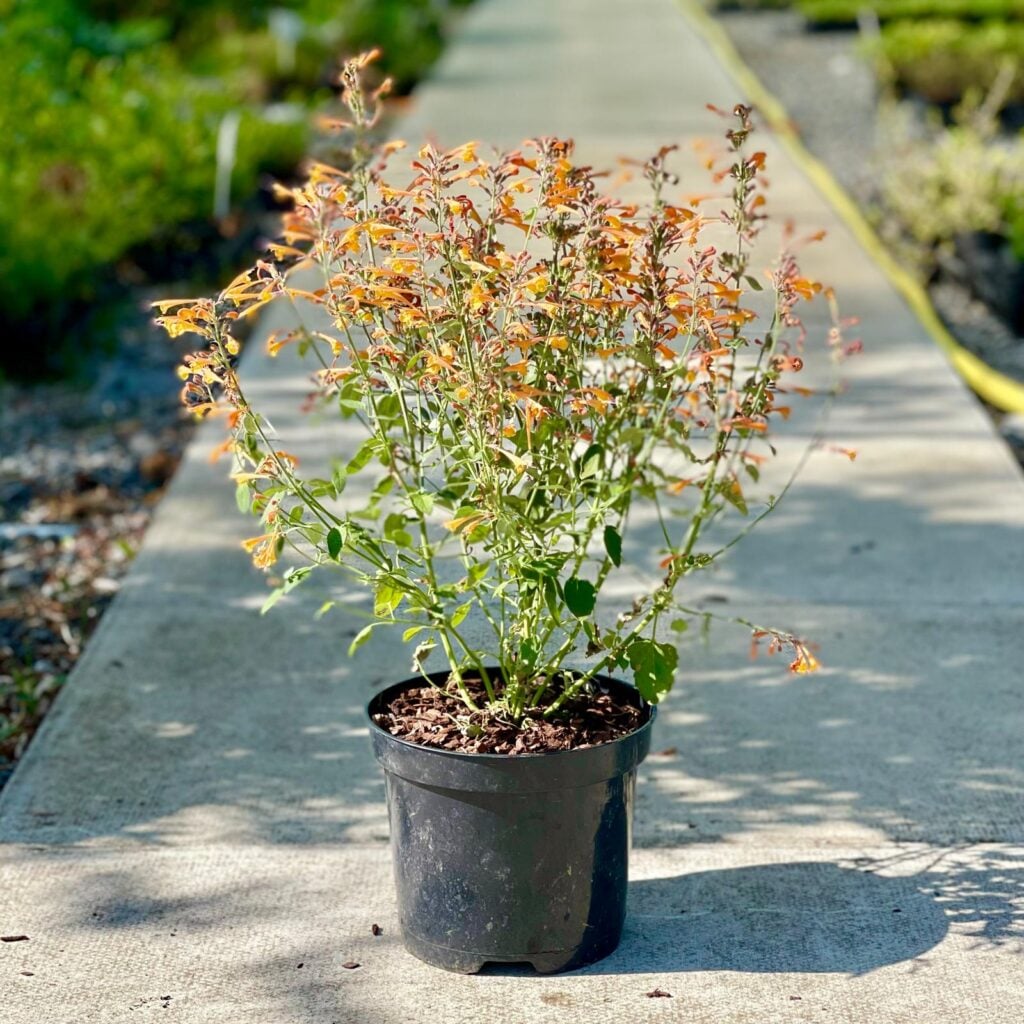 Agastache aurantiaca 'Apricot Sprite'