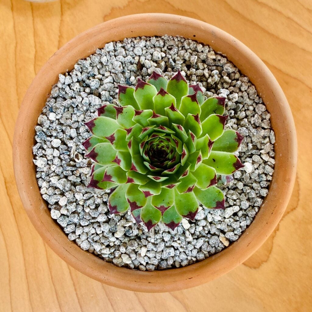 Terraneo Succulent Como Set - Image 3