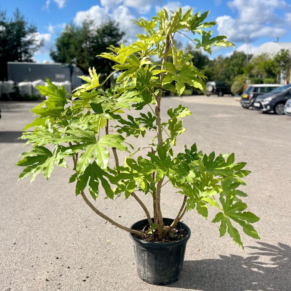 Fatsia japonica - Image 4